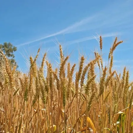 Affittacamere Betania *