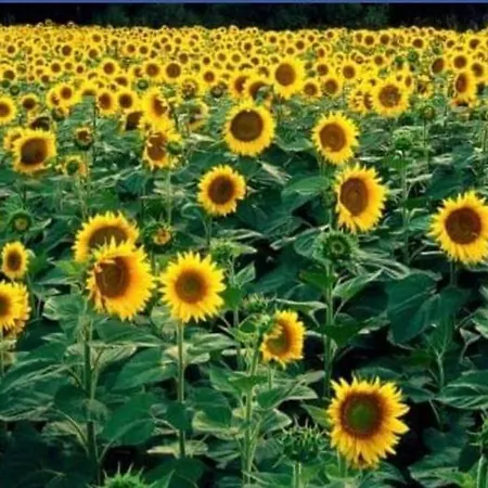 Betania Villacalabuey